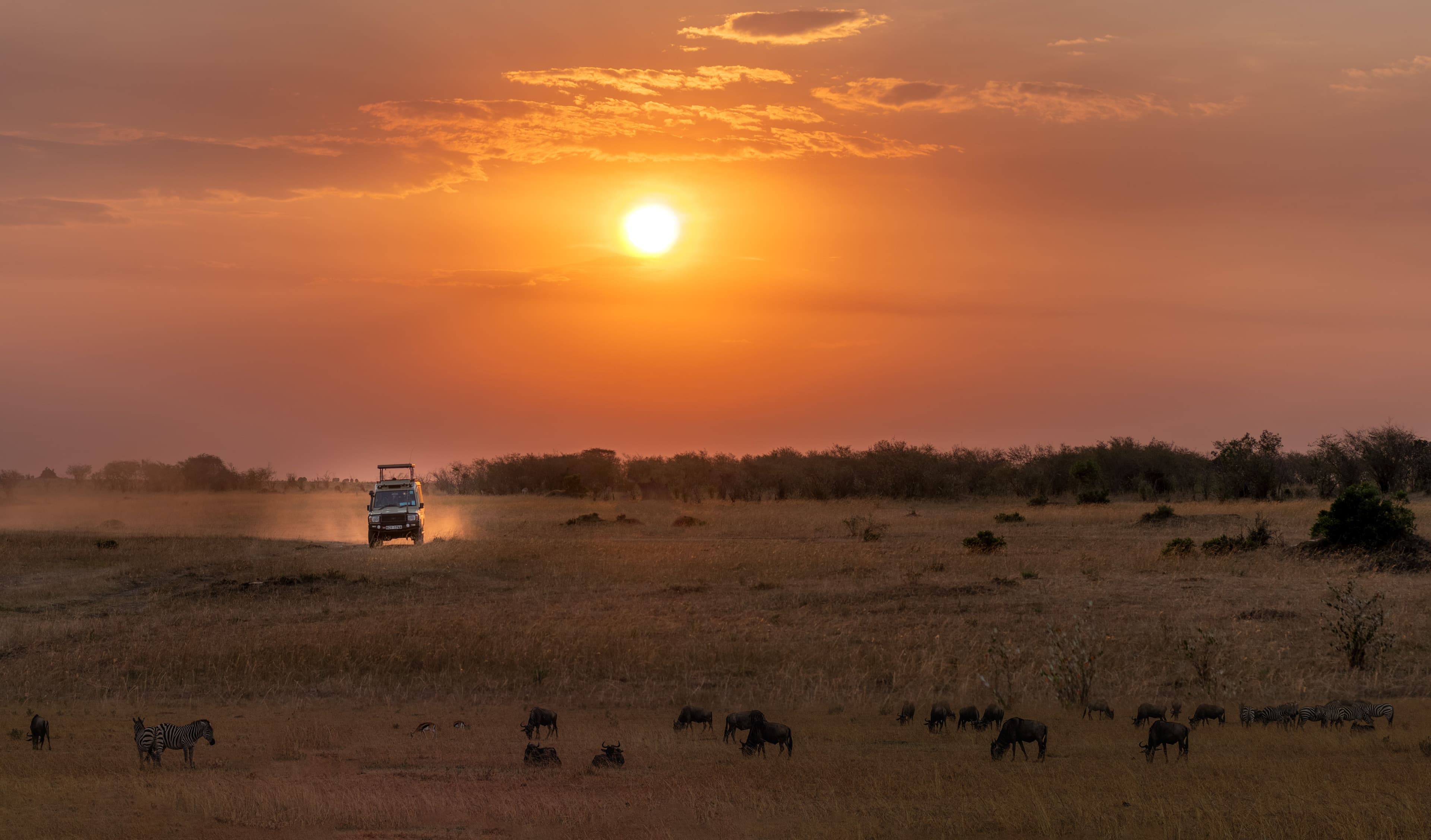 Safari vehicle crossing the savanna at sunset among zebra and wildebeest